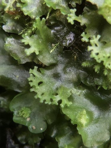 Pelliaceae