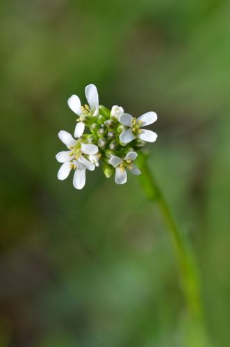 arabette hirsute