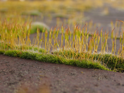 Barbule des murs