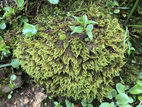 Myuriaceae