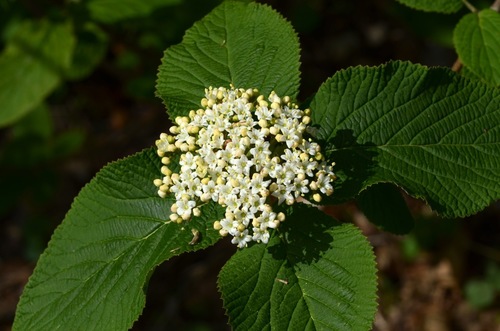 Viorne lantane