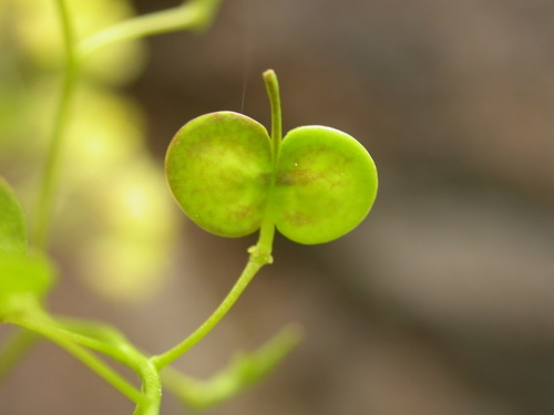 Brassicaceae