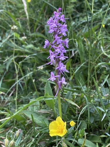 Orchis moucheron
