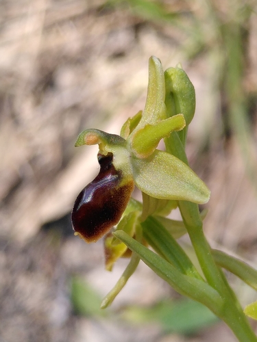 Ophrys petite araignée et apparentés