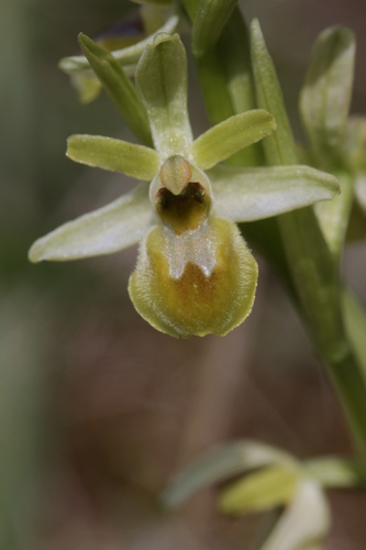 Ophrys petite araignée