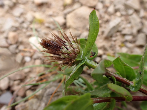 Centaurée pectinée