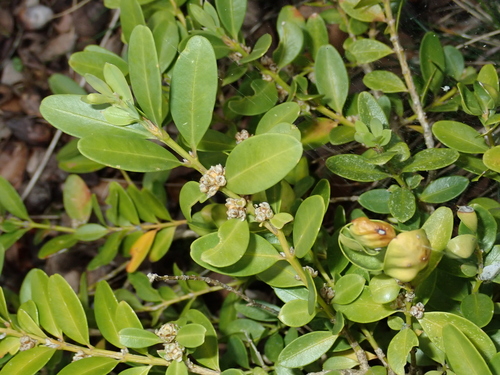 Buxaceae