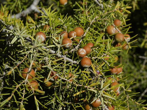 Cupressaceae