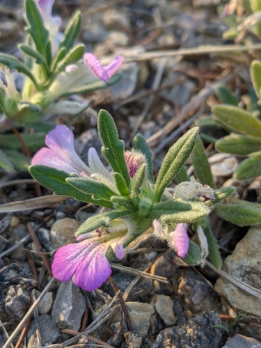 Bugle ivette de Linné