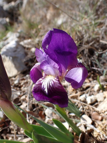 Iris nain des garrigues
