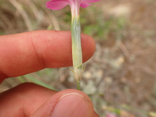 Caryophyllaceae