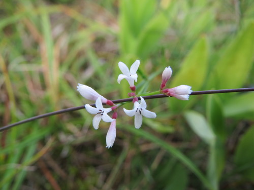 Aspérule de l'esquinancie