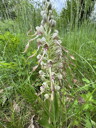 Orchis bouc