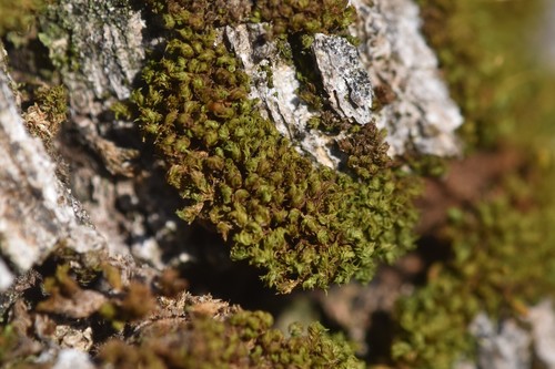 Orthotrichaceae