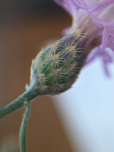 Centaurée en panicules