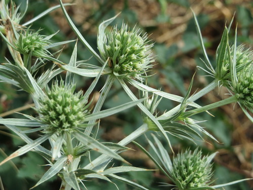 Panicaut champêtre