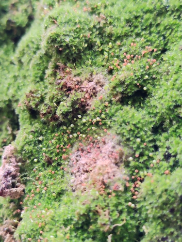 Fabroniaceae