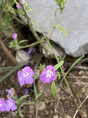 Galéopsis à feuilles étroites