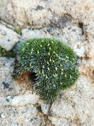 Grimmiaceae