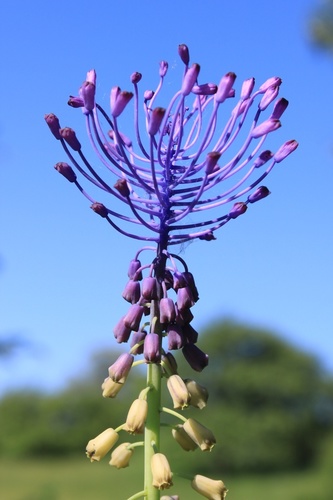 Muscari à toupet