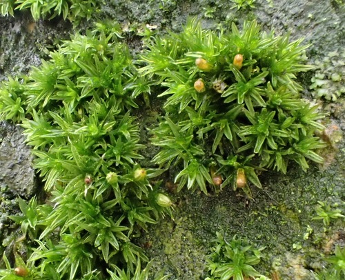 Orthotriche diaphane