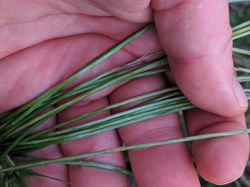 Asparagaceae