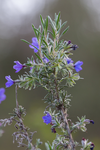 Boraginaceae