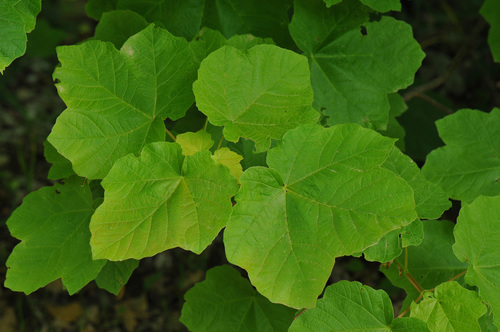 Erable à feuilles d'obier