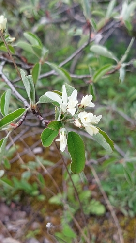 Rosaceae