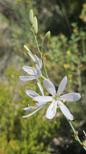 Phalangère à fleurs de lys