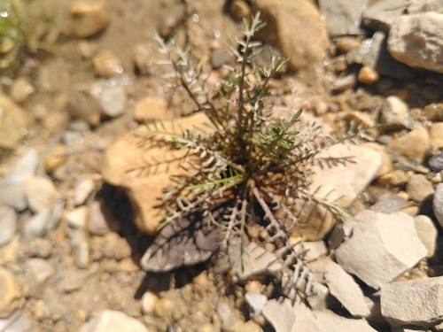 Sisymbrelle rude