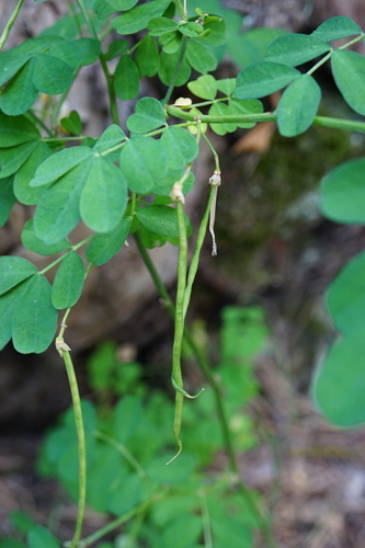 Hippocrépide buissonnante