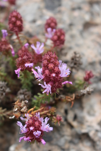 Primulaceae