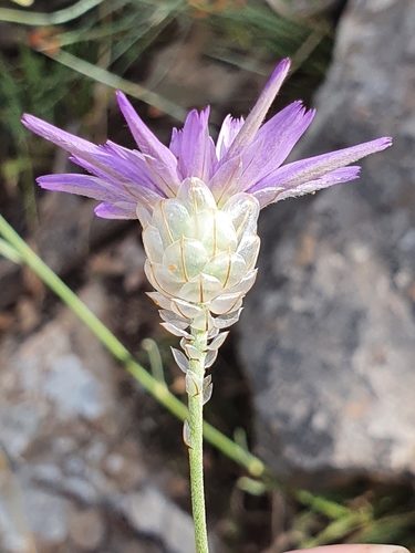 Catananche bleue