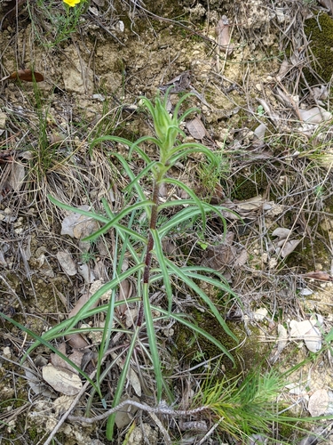 Campanule des Corbières