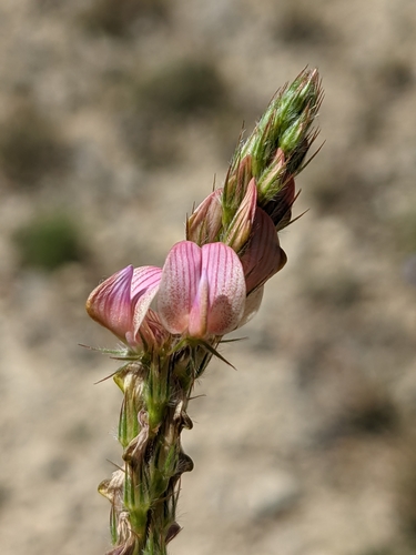 Sainfoin couché
