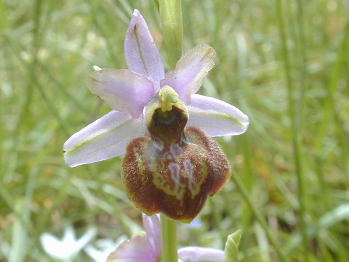 Ophrys araignées et apparentés