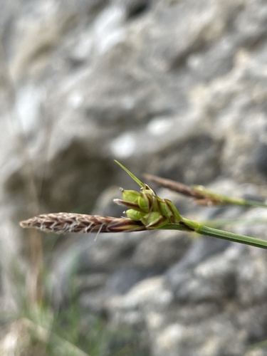 Laîche de Haller