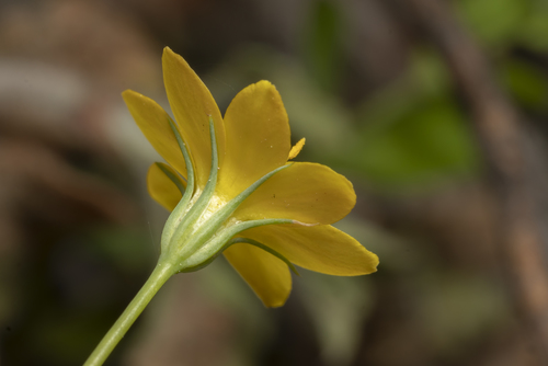 Chlore perfoliée