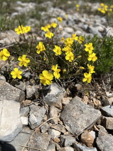 Hélianthème d'Oeland