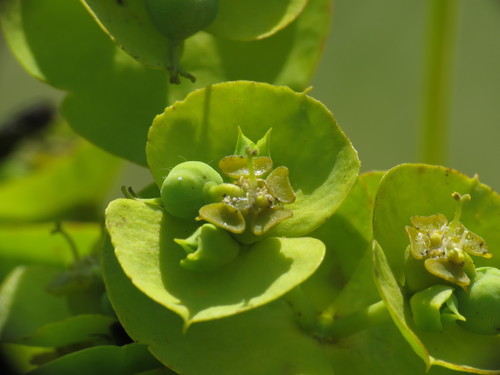 Euphorbiaceae