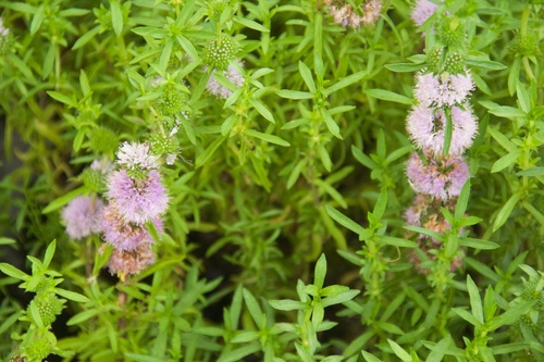 Menthe des cerfs