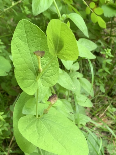 Aristolochiaceae