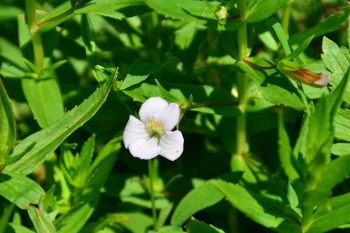 Gratiole officinale