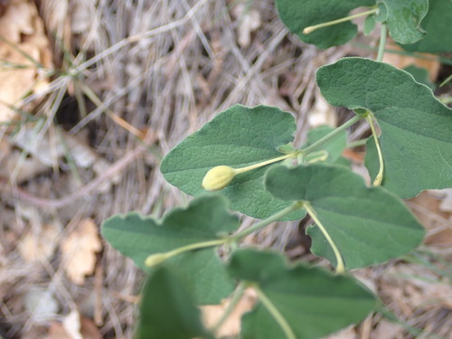 Aristoloche pistoloche