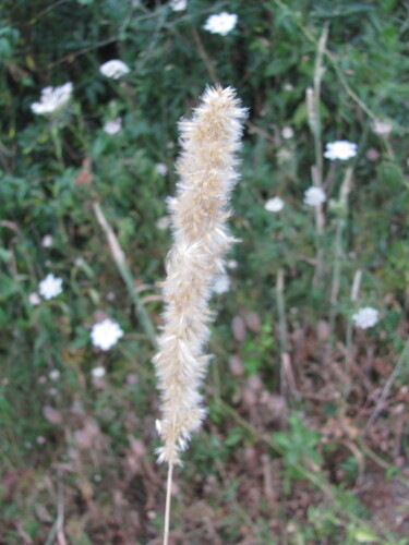 Mélique ciliée
