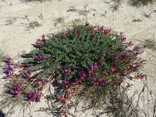 Fabaceae