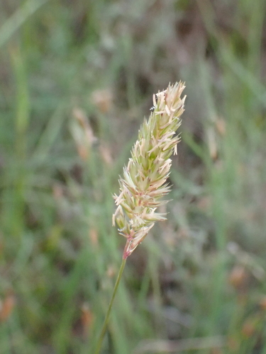 Koélérie du Valais
