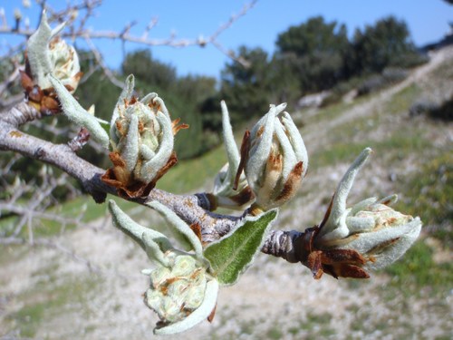 Poirier à feuilles d'amandier
