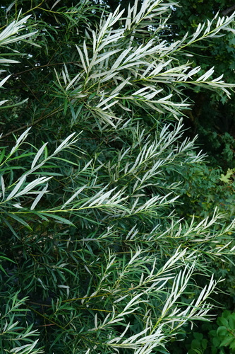 Salicaceae